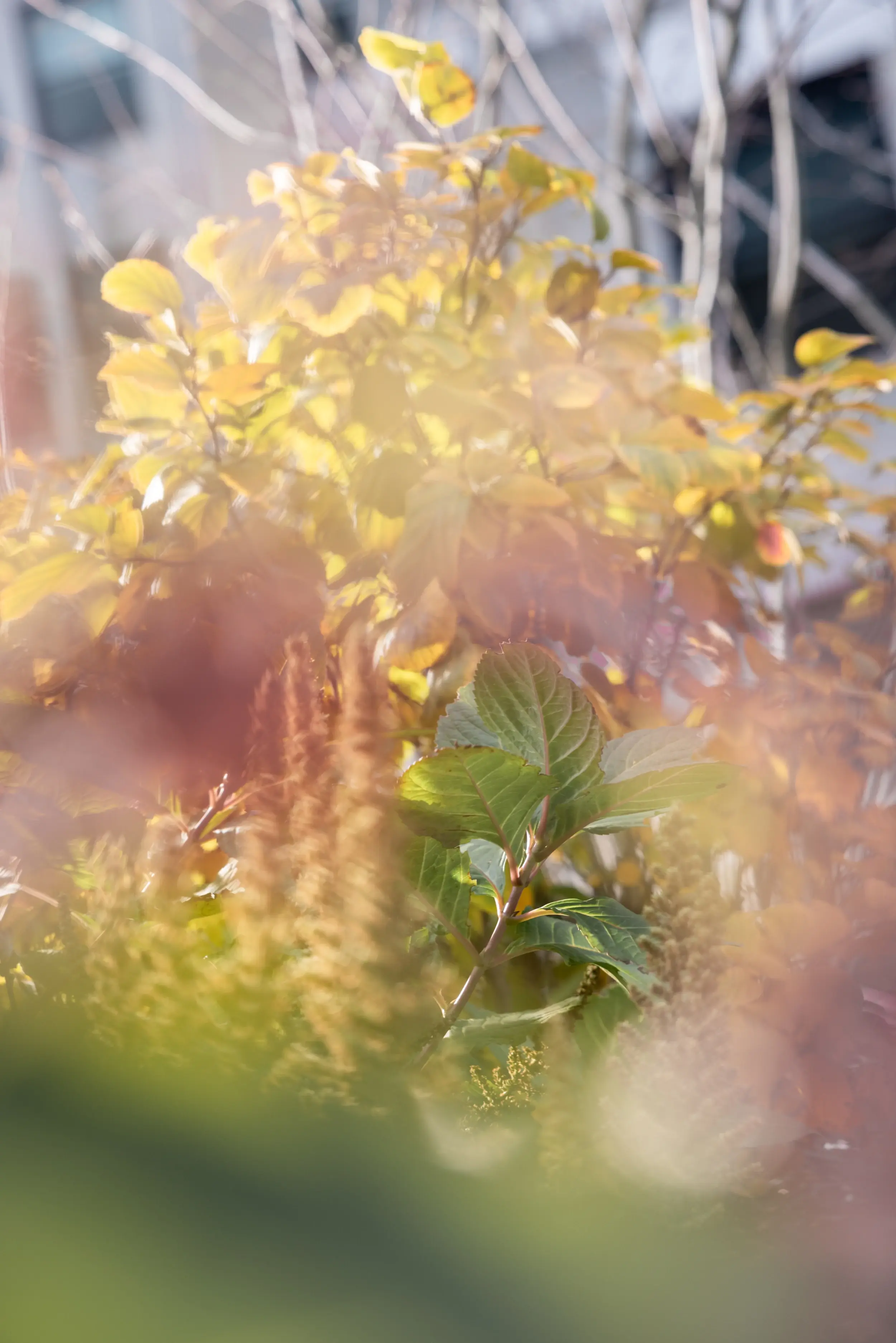 Close-up of green leaves with soft sunlight and a blurred background.